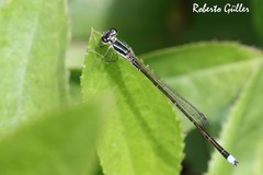 Argentagrion ambiguum