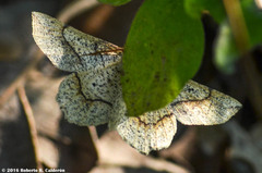 Euchlaena pectinaria