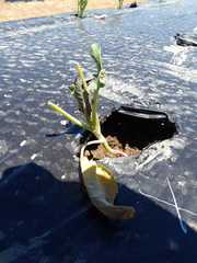 Brassica oleracea italica