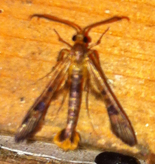 Synanthedon acerni