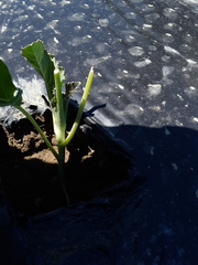 Brassica oleracea italica