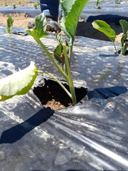 Brassica oleracea italica