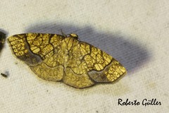 Nematocampa arenosa