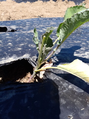 Brassica oleracea italica