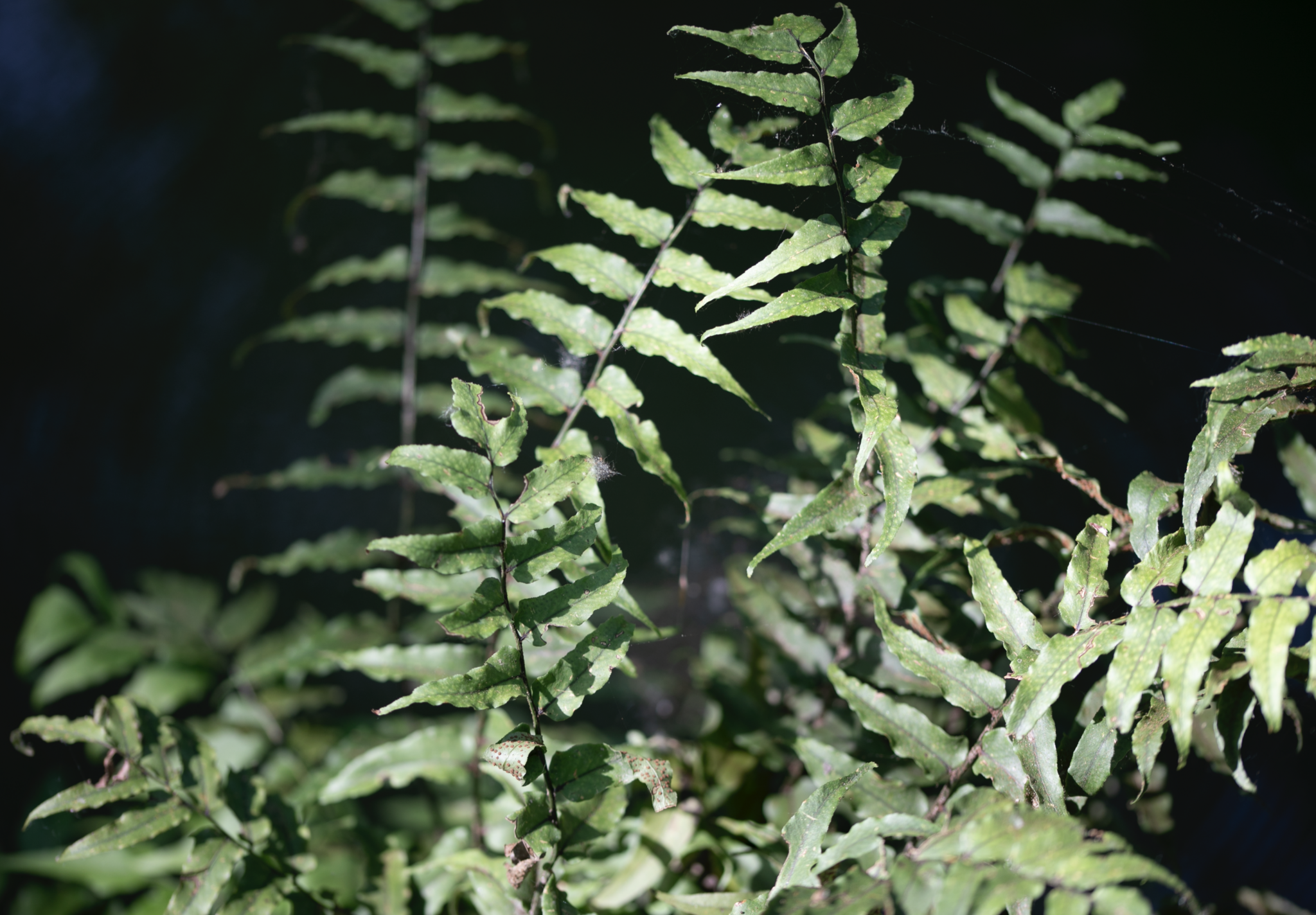 Image of Cyrtomium laetevirens by (c) Paolo Zucca, some rights reserved (CC BY)