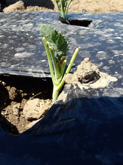 Brassica oleracea italica