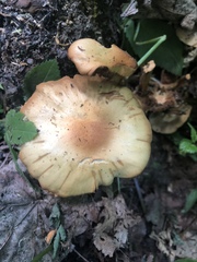 Kuehneromyces mutabilis