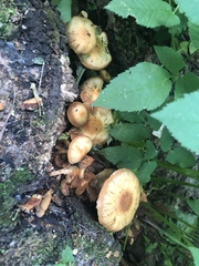Kuehneromyces mutabilis