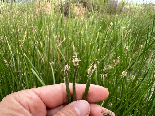 Eleocharis palustris iNat (1)