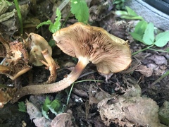 Kuehneromyces mutabilis