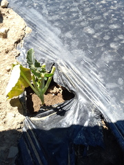Brassica oleracea italica