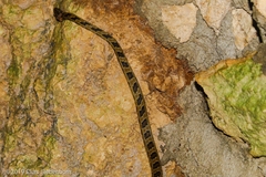 Senticolis triaspis triaspis