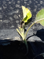 Brassica oleracea italica