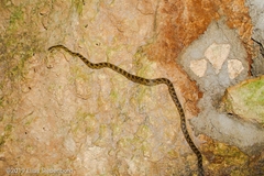 Senticolis triaspis triaspis