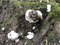 Ganoderma applanatum