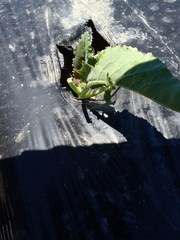Brassica oleracea italica