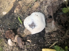 Ganoderma applanatum