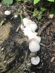 Ganoderma applanatum