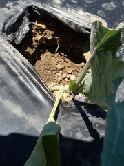 Brassica oleracea italica