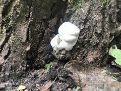 Ganoderma applanatum