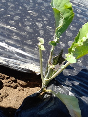 Brassica oleracea italica