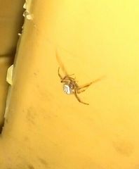 Latrodectus geometricus