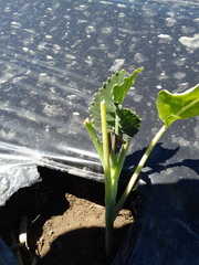 Brassica oleracea italica