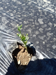 Brassica oleracea italica