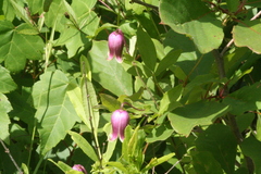 Clematis viorna