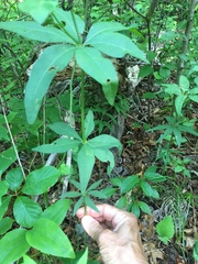 Lysimachia quadrifolia