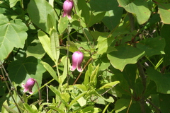 Clematis viorna