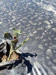 Brassica oleracea italica