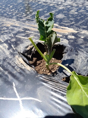 Brassica oleracea italica