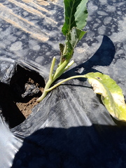 Brassica oleracea italica