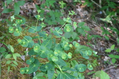 Euphorbia purpurea