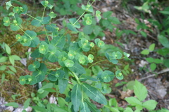 Euphorbia purpurea