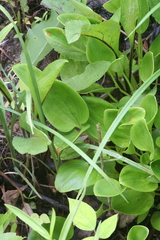 Parnassia asarifolia