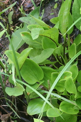 Parnassia asarifolia