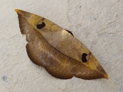 Hypopyra ossigeroides