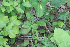 Sanicula smallii