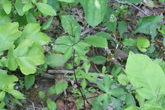 Sanicula smallii