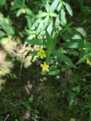Image of Lysimachia lanceolata by (c) Brian Hale, some rights reserved (CC BY)