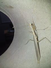 Mantodea