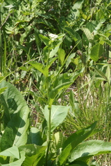 Parthenium integrifolium