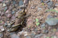 Dictyophorus griseus