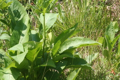 Parthenium integrifolium