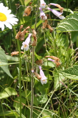 Penstemon canescens