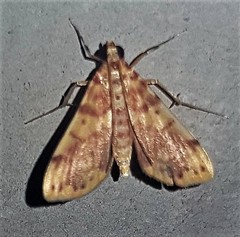Conogethes haemactalis