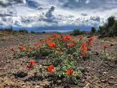 Sphaeralcea grossulariifolia