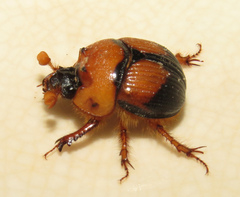 Bolbocerosoma bruneri